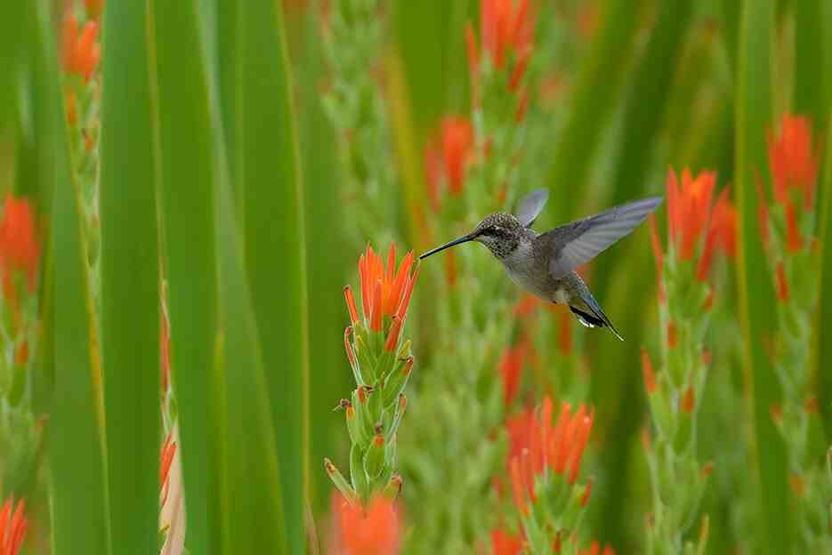 Hummingbird